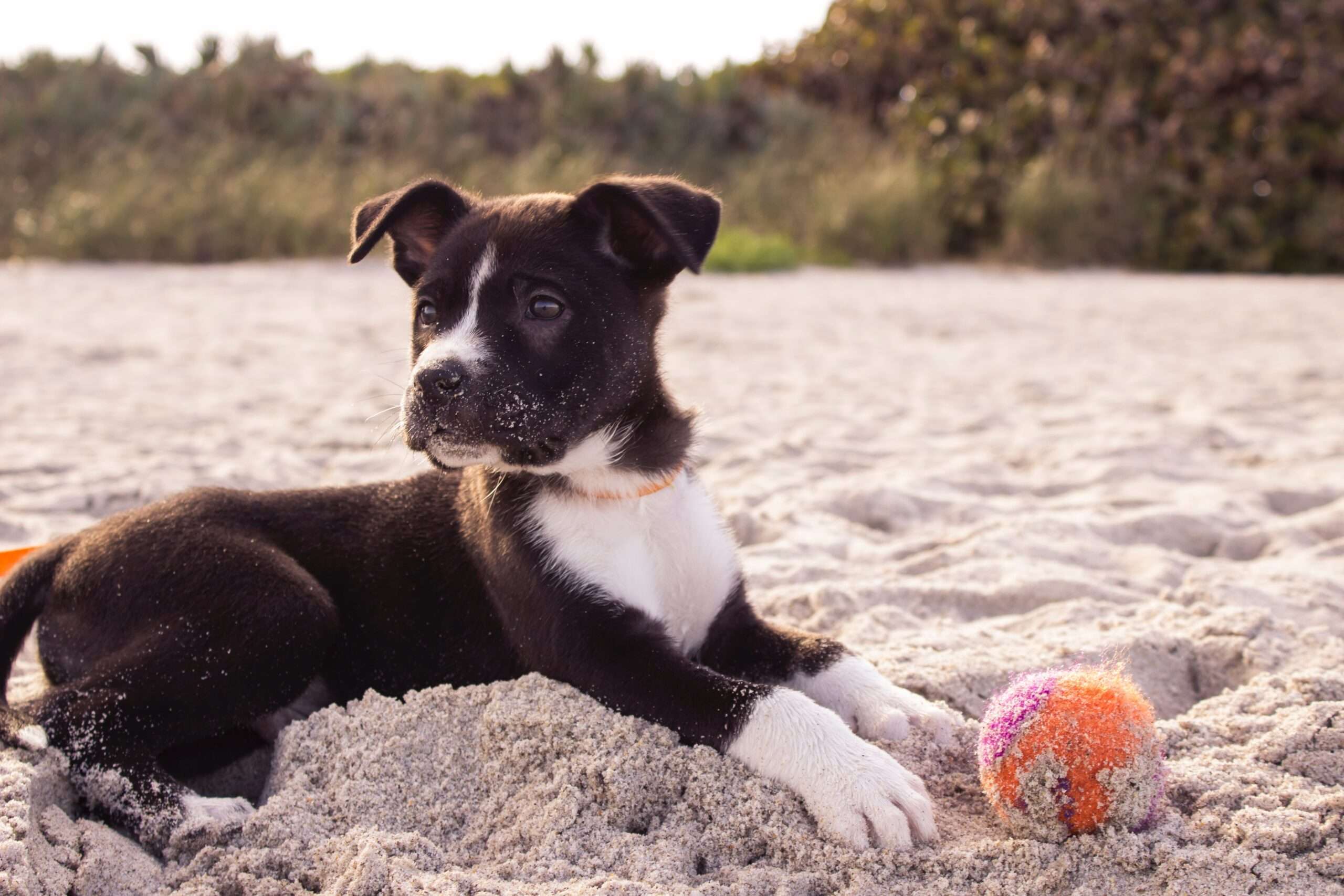 We Love Our Pets, Boost their Wellbeing With Brain Training